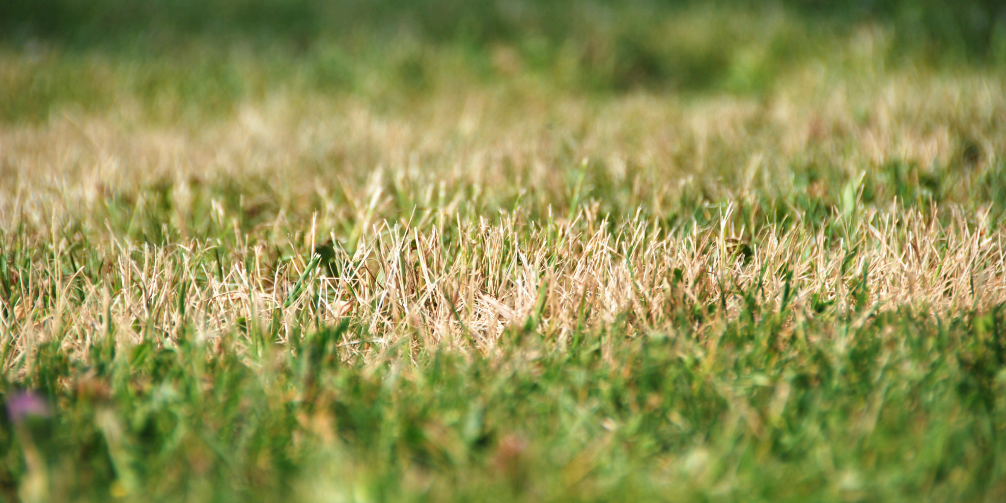 Brown, drought-stressed patches in a Chester County lawn showing signs of mid-summer heat stress
