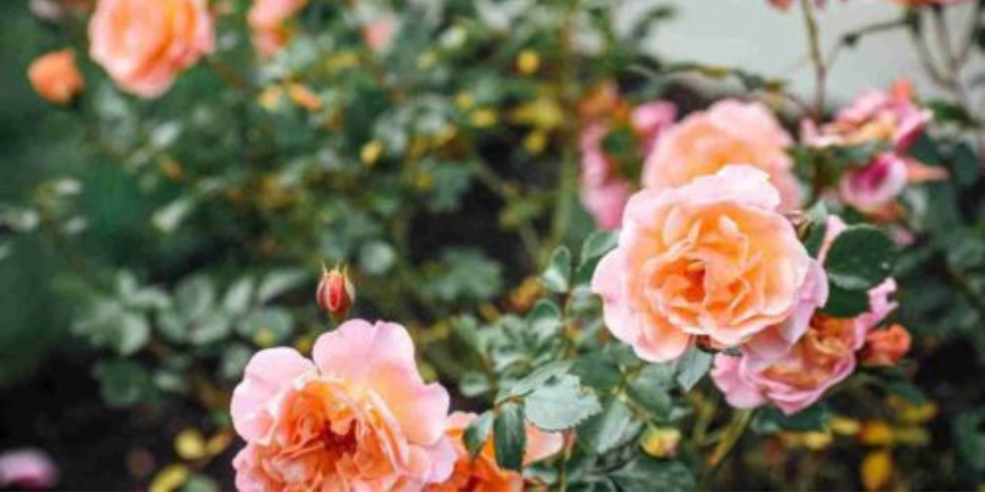 Peach and pink roses in full summer bloom — flowering shrubs that benefit from summer pruning in Chester County