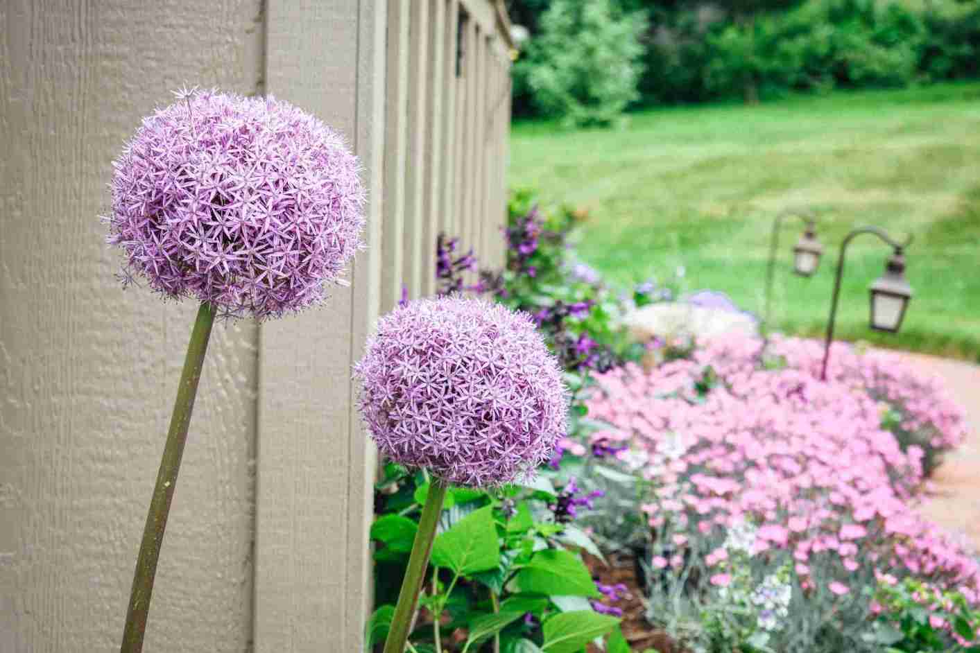 Spring bulbs including alliums and peonies blooming in a Chester County garden bed