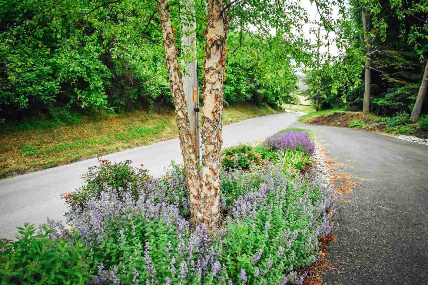 Birch trees and catmint planted along a residential driveway