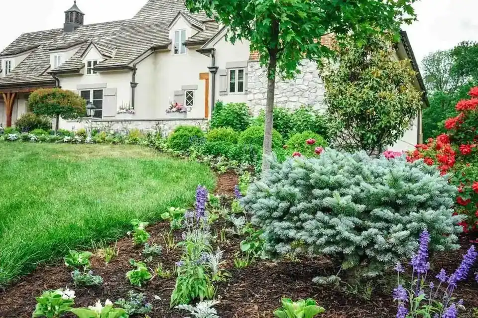 Blue spruce with perennial planting bed