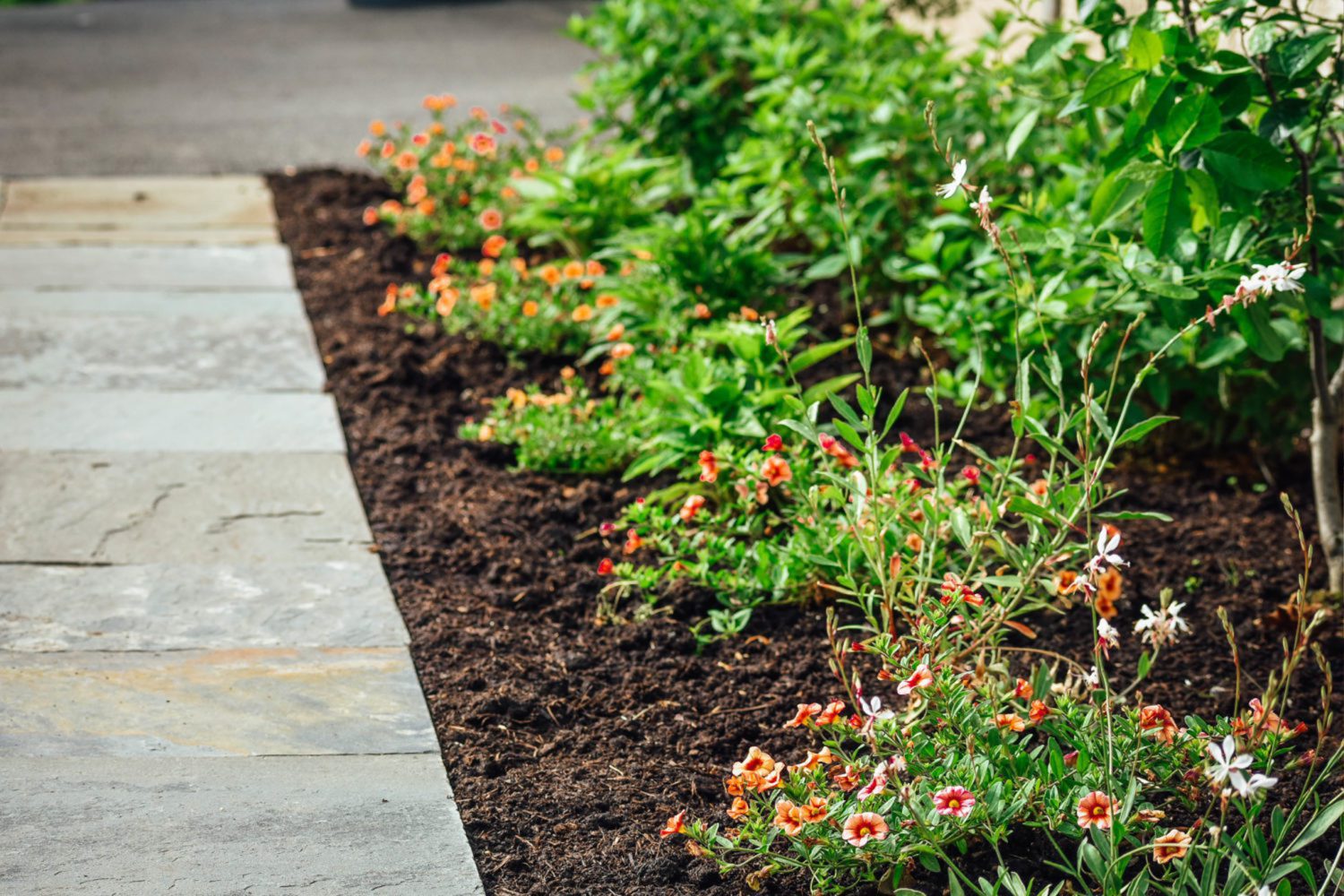 Calibrachoa border along flagstone walkway