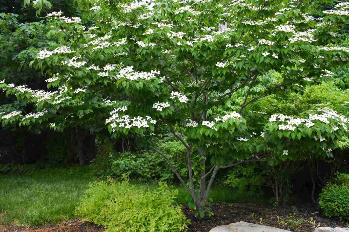Tree & Shrub Planting