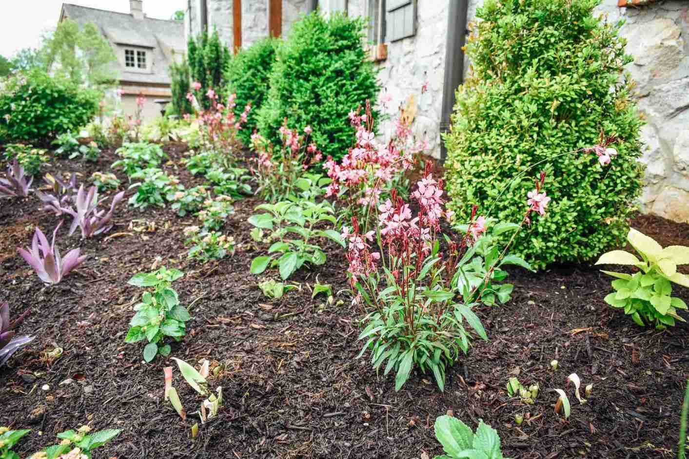 Foundation plantings