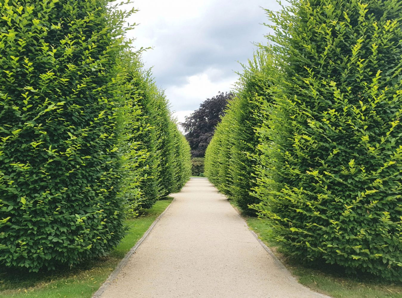 Neatly pruned hedge pathway — dormant pruning in Chester County