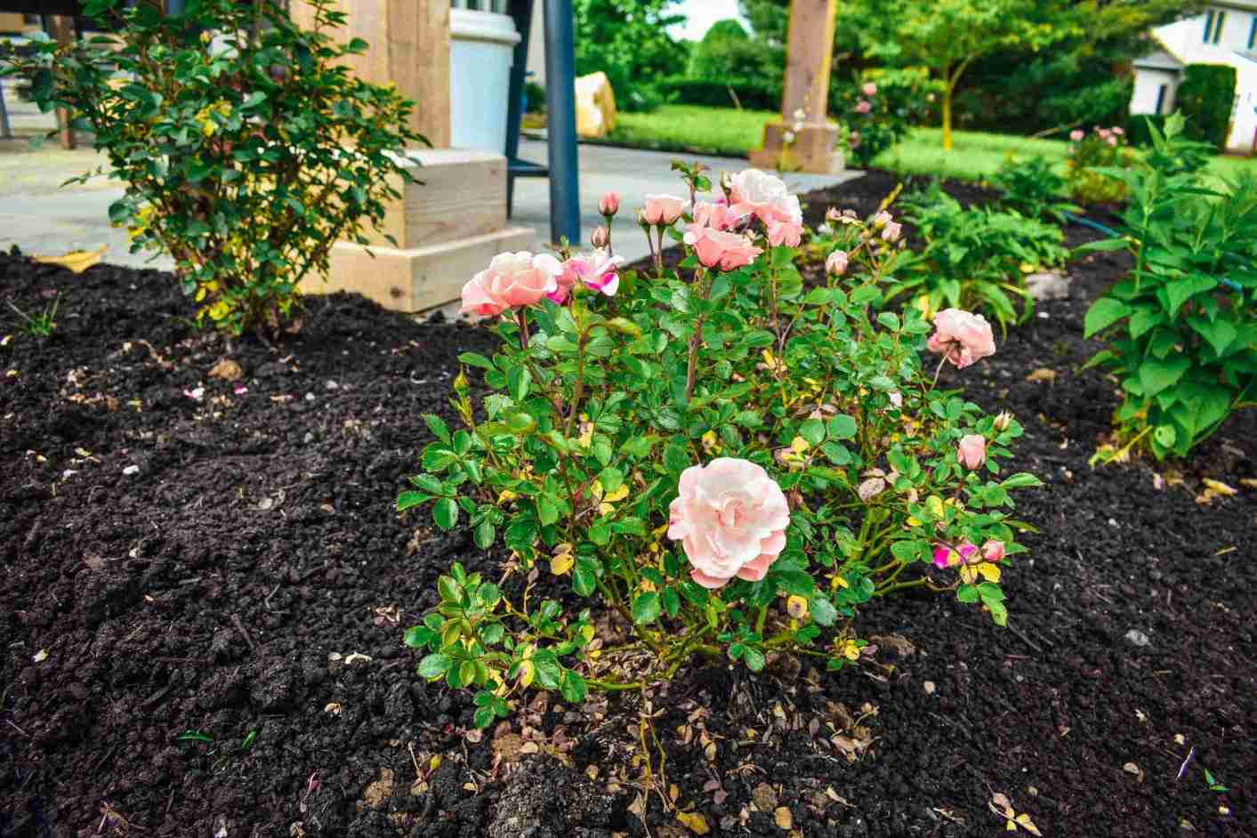Shrub & Perennial Pruning project 2