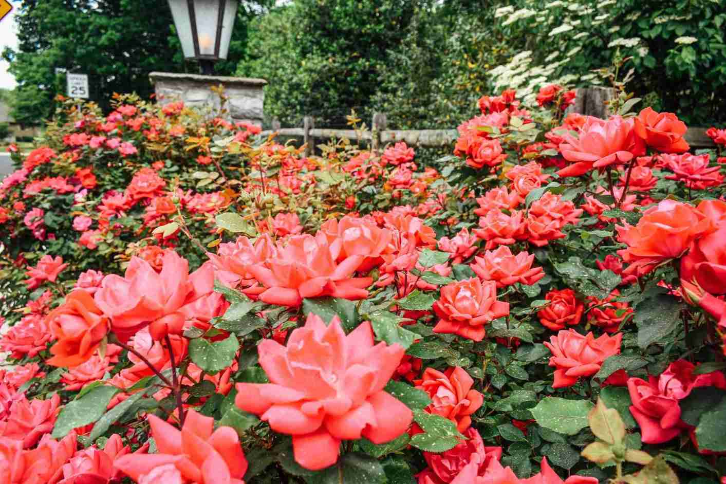 Rose garden with stone lamppost