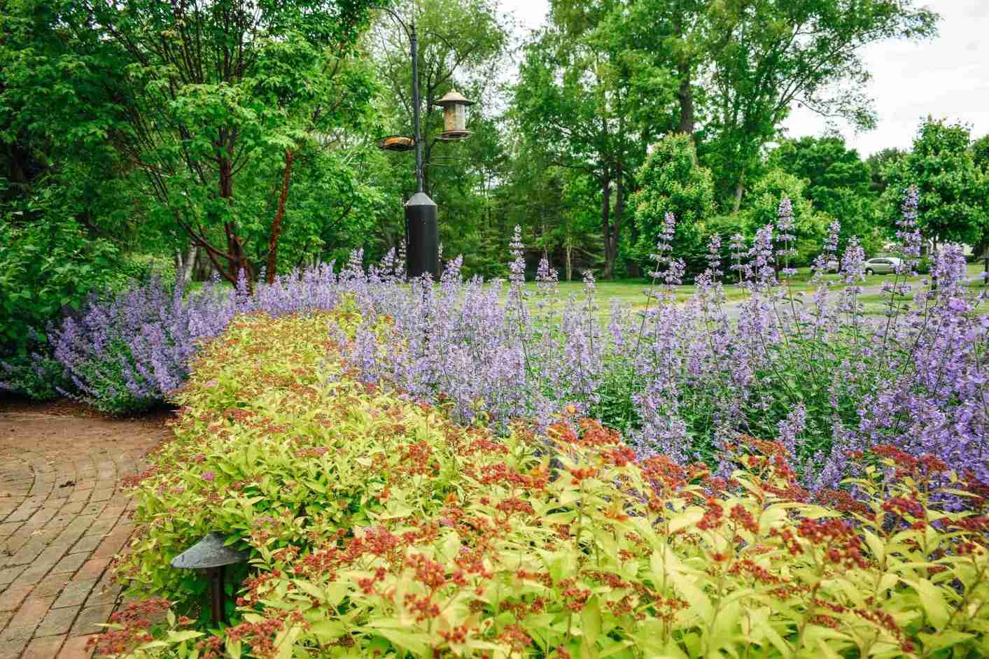 Spirea and catmint mass planting