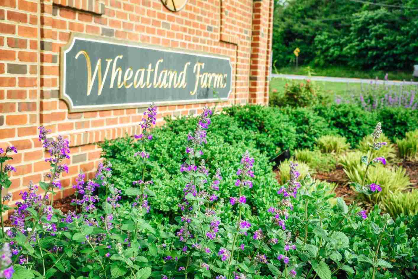 Wheatland Farms sign with catmint