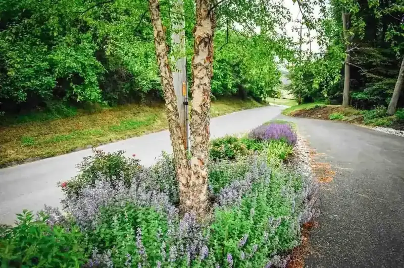 Birch trees and catmint planted along a residential driveway