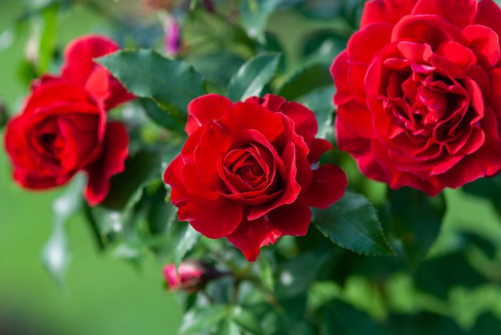 Lady Ryder of Warsaw rich crimson red roses – modern british shrub by Harkness