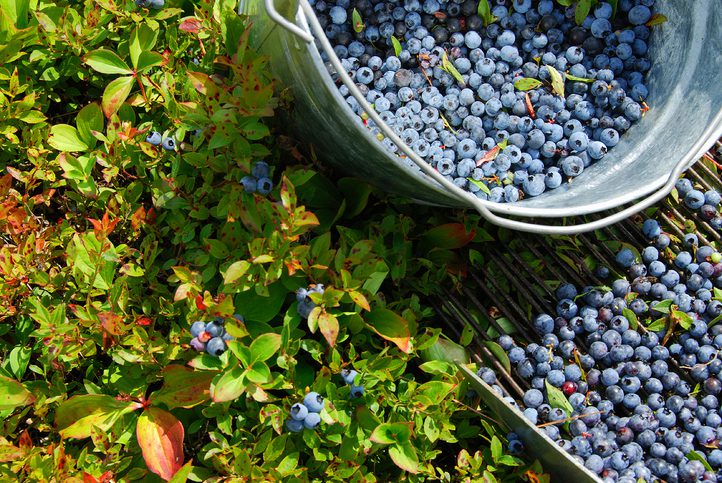 All About Blueberries