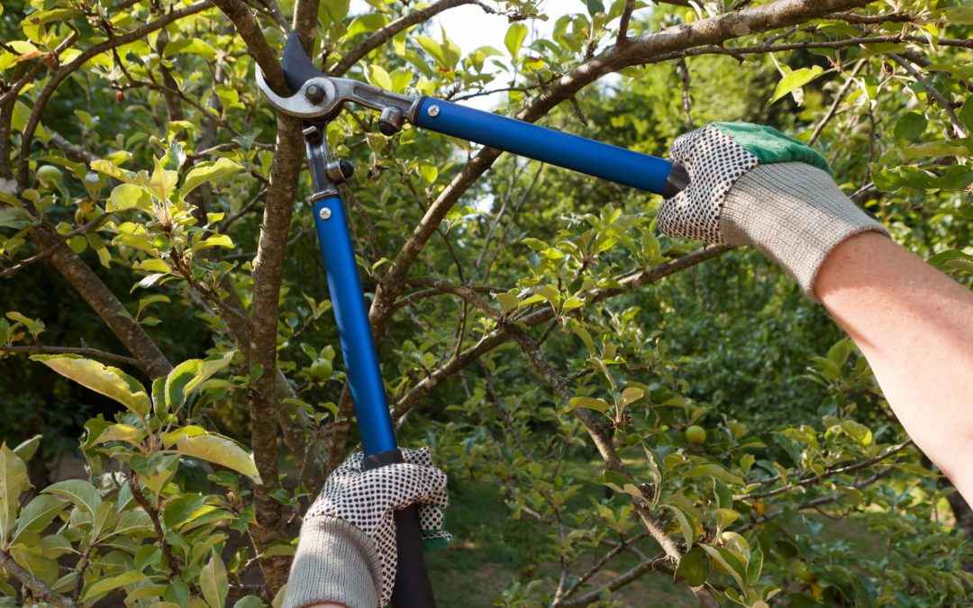 How To Know When Its Time to Prune  Your Garden