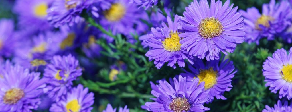 Purple asters blooming, fall plants Northern Delaware landscaping