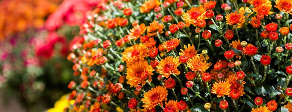 Chrysanthemums mums in orange, fall plants Northern Delaware landscaping