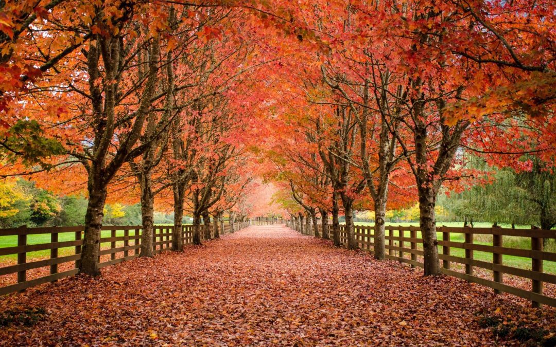 Top Fall Plants for Northern Delaware Yards