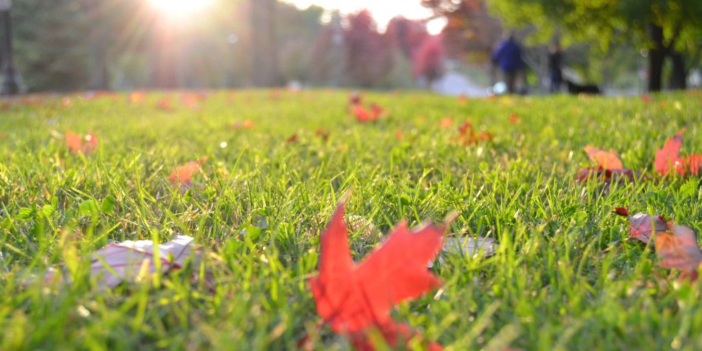 Autumn leaves on a sun-drenched lawn in Chester County, signaling time for seasonal lawn maintenance.