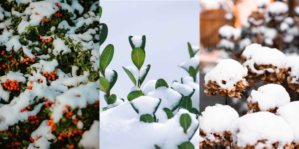 Snow-covered shrubs with red berries in West Chester showing the need for proper winter landscape prep by Pickel Landscape Group.
