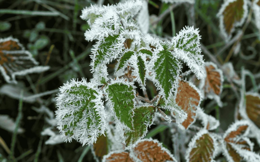 Winter Landscaping Checklist Before the First Frost