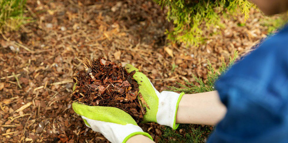Gardener wearing gloves spreading mulch around a plant, preparing for winter landscaping in Chester County.
