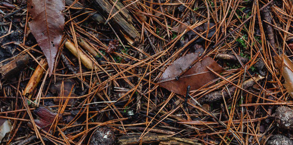 Close-up of pine needles, twigs, and leaves forming a natural mulch layer for winter landscaping in Chester County.