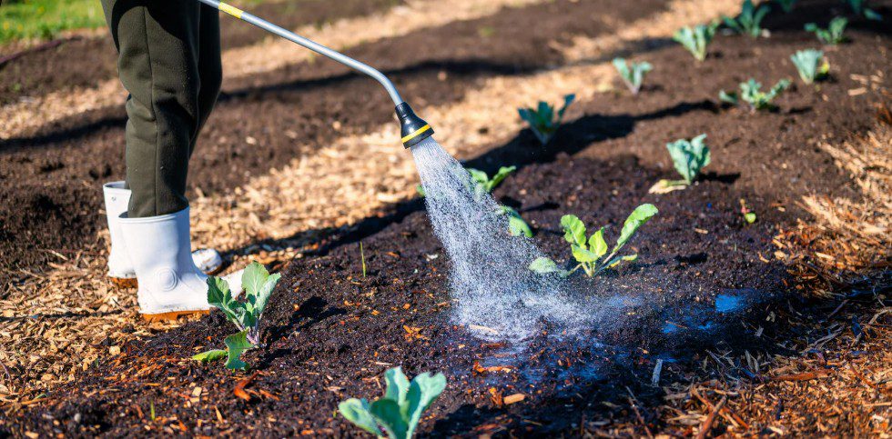 Person watering cold-hardy crops in a vegetable garden, part of winter landscaping efforts in Chester County.