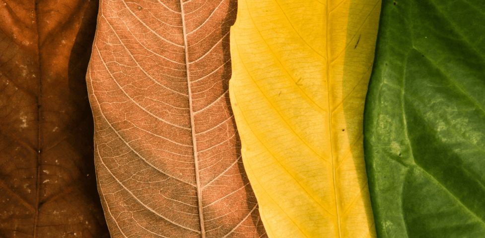 Close-up of leaves changing colors from green to brown, symbolizing seasonal transition for winter landscaping in Chester County.