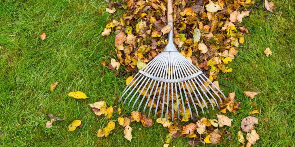 Metal rake gathering fallen autumn leaves on a green lawn, part of winter landscaping prep in Chester County.