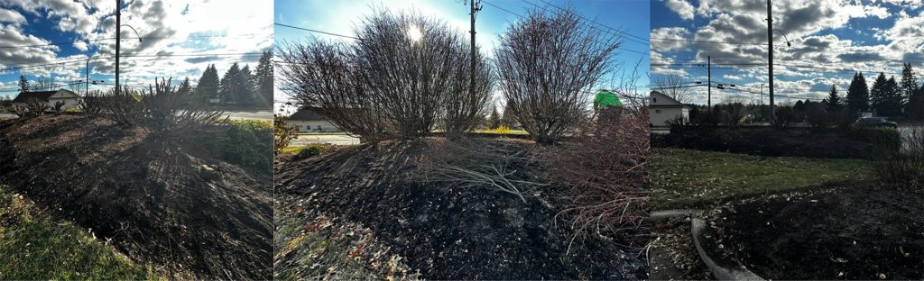 Three-photo collage showing the same landscape bed before, during, and after dormant pruning. Shrubs appear dense and overgrown in the middle image, while the other two show trimmed-down, cleaner plant structures and a cleared landscape bed under bright winter skies.