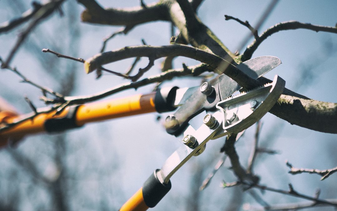 Why Dormant Pruning Matters in Winter