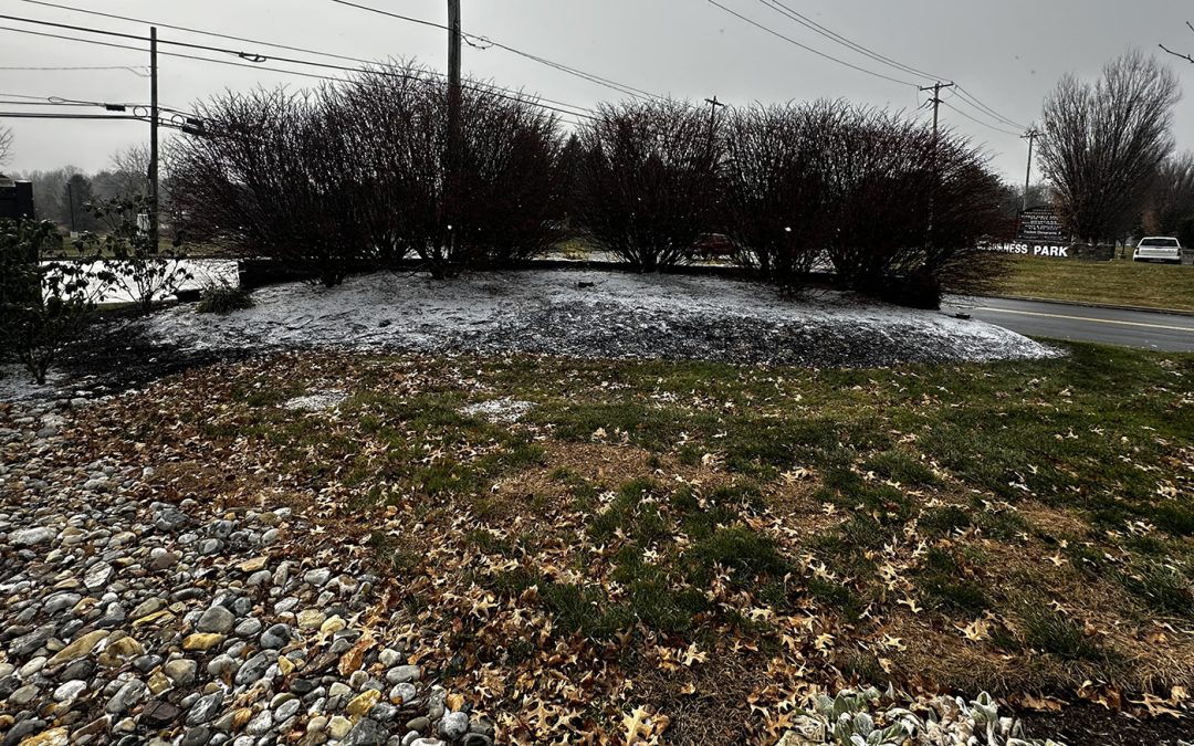 The Magic of Dormant Pruning