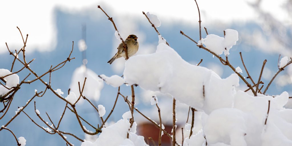 A small brown bird perched on bare, snow-covered branches in winter. The background is softly blurred with blue tones and snow, emphasizing the dormant season.